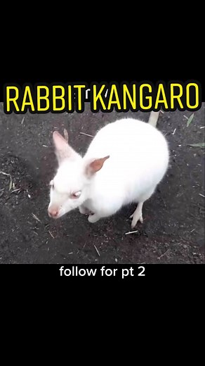 Discover the Unique Rabbit Kangaroo Hybrid – Krabbit