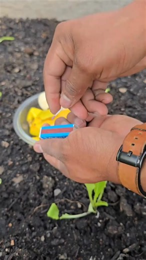 This powerful homemade fertilizer works only when heat activates the potassium inside banana peels. By dehydrating, grinding, and then mixing the powder with hot water, the nutrients become soluble and ready for fast plant absorption. Perfect for flowering and fruiting stages while recycling kitchen waste. #gardening #plantcare #bananofertilizer #organicgardening #homemadefertilizer | MY OWN Garden