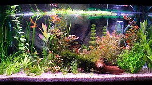 Watch How to Clean a Fish Tank Filter on Amazon Live