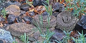 Thousands of rattlesnakes viewed at a ‘mega den’ in Colorado