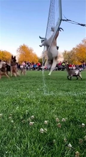 A Goat's Flip in a Game of Volleyball