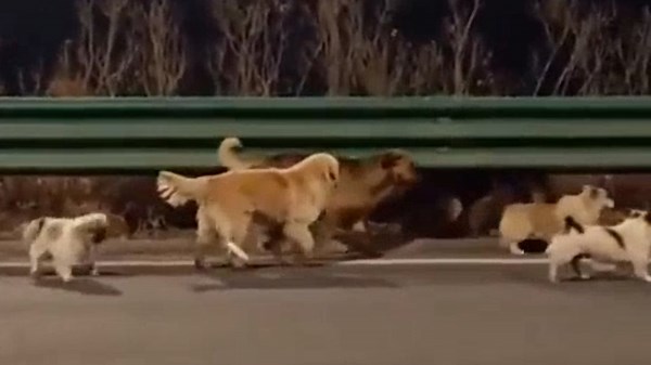 Seven dogs trek 10 miles in freezing temperatures to find way home in scene straight out of Homeward Bound