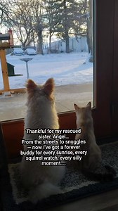 #ThankfulHearts #RescueToFamily #PetBlessings #LeoAndAngel #FurryGratefulness | Leo The Pomapoo