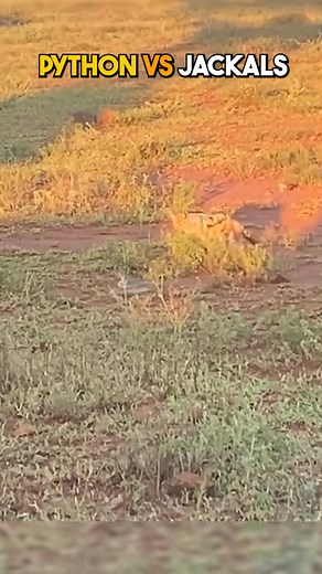 This Python was Too Strong for Hungry Jackals #Python #Jackals #Wildlife #Nature #AnimalFight #Survival #OutdoorAdventure #WildlifePhotography #NatureLovers #ReptileLife | Ruby Life