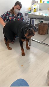 Rottweiler having the time of his life 😍 Credits to @bucatulo_therottweilers | Rottweiler Life