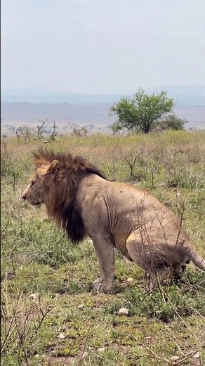 Lion Poop Has a Purpose?! 💩🌿 #naturefacts #lion #wildlife #safaritour #animals #serengetisafari