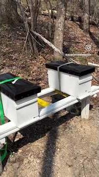Making walk-away splits to avoid swarming. #beekeeping #apiary #honeybees #swarm