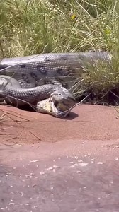 124K views · 800 reactions | Giant python devouring its prey! ️ #PythonFeast #WildlifePredator #NatureInAction #SavannahHunt #PredatorPower | Bigbarcodeinteriodeco&units | Facebook
