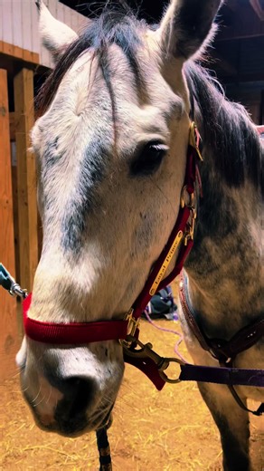 Diamond Cross saddle fitting! It fits PERFECT!! Super happy with the quality of this saddle and attention to detail! This is definately a big win adding this to my collection!! #horsesoftiktok #geldinggang #saddle #greygelding #mybestfriend #savedbyaprince #fyp #diamondcrosssaddles