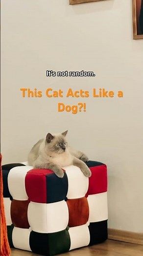 Why Siamese Cats Act Like Dogs | The Most Talkative Cat Breed