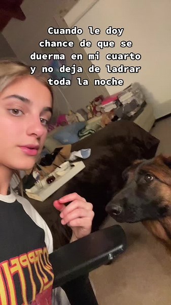 German Shepherd Shows Affection in Cozy Indoor Setting