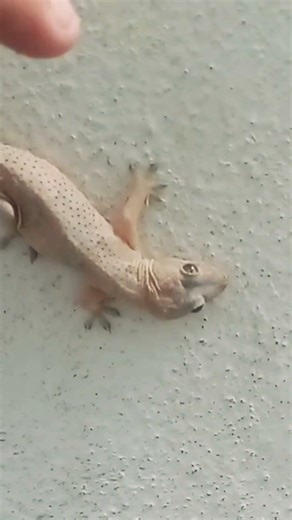 Will Your Cat Notice This Gecko? 🦎 Cat TV