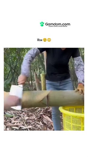 universe_decode on Instagram: "The video captures a woman in a tropical forest expertly harvesting giant bamboo shoots by slicing stalks with a knife, peeling outer layers, and filling baskets, demonstrating efficient traditional foraging techniques. Bamboo shoots are nutrient-dense, offering high fibre and low calories; peer-reviewed research, such as a 2016 study in the International Scholarly Research Notices, links their consumption to reduced artery thickening and stable blood pressure. Wit