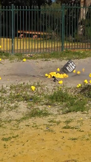 Rubber ducks meet their fiery fate! Quack-tastrophe! 👊 #rubberducks #rubberduck #duck #duckie #reels #hulk #marvel #avengers #brucebanner | How Ridiculous