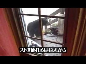 熊ＶＳ猫(Bear vs Cat)
