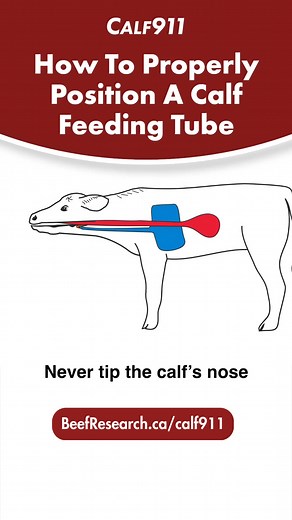 Watch the full video on esophageal feeding at https://www.beefresearch.ca/blog/calf-911-tube-feeding-video/ | Beef Cattle Research Council