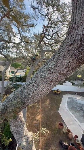 1K views · 18 reactions | Hanging out with Mike Today HEIGHTS TREE SERVICE 83-938-9900 | David Estevez | Facebook