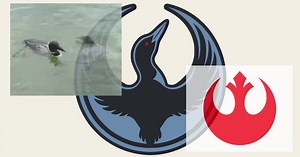 Minnesota's Rebel Loon: A viral symbol of resistance