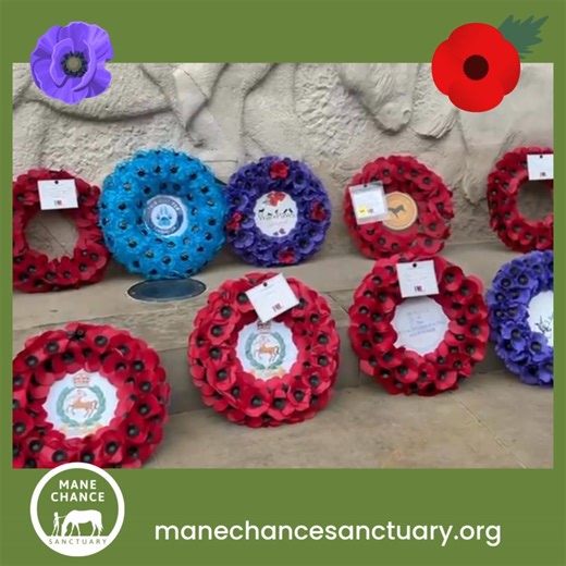 On Friday, we were honoured to lay a wreath at the Animals in War Memorial, Park Lane at a Remembrance service organised by Petplan Charitable Trust - Jenny also did us proud as one of the readers. The service pays tribute to all animals who have been and continue to be affected by the horrors of war. On Sunday, we laid a wreath at our local memorial in Compton too. It's so important to remember all those animals and humans who served and are still serving. Petplan Charitable Trust UK | Mane Cha