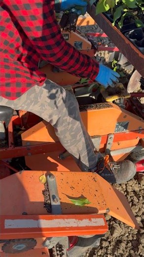 Planting wild trees to graft after 3 months #tractor