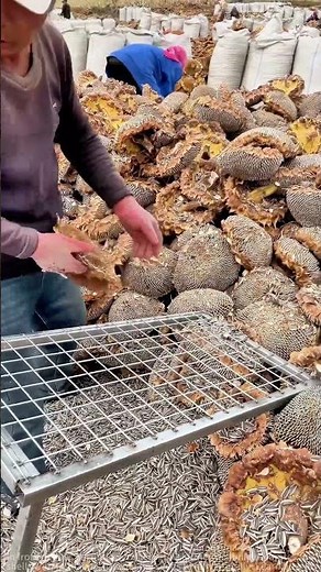 Farmer’s Hand-Picking Sunflower Seed Tips: Shell Separation Made Easy!
