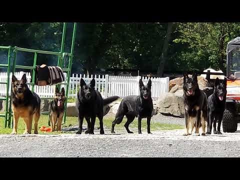 Vom Haus German Shepherd K9 Live Stream Cam 3