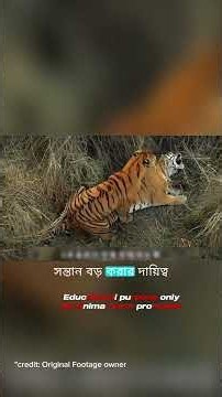 মা বাঘের এক শিকারেই বাঁচে পুরো পরিবার! 🐅 | Bengal Tiger Documentary