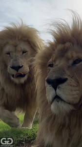 363K views · 10K reactions | This is what loyalty, love & respect looks like and is the dichotomy of male lions within the same pride. Capable of showing extreme affection to each other .. as well as being apex predators. It’s usually a different story with competing males from another pride however. | GG Conservation Glen Garriff | Facebook