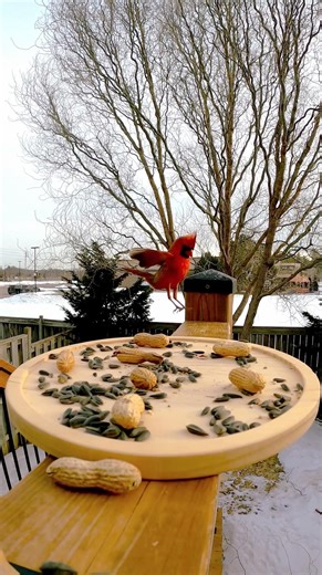 Slow Motion Northern Cardinal Up Close - Birds POV - HD