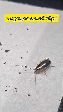 പാറ്റ അഥവാ കൂറ! Cockroach Pest Insect Facts #insects #cockroach #amazinganimals #shorts #പാറ്റ #fact
