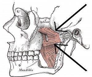 Lateral pterygoid muscle - Alchetron, the free social encyclopedia