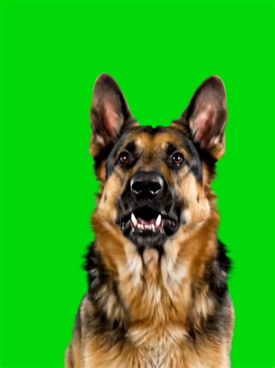 German Shepherd Dog on Green Screen Fun