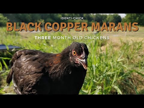 Black Copper Marans: 3-Month-Old Chickens