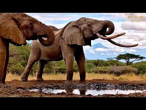 02 Jun 2026: One Ton at ol Donyo Waterhole (Africam)