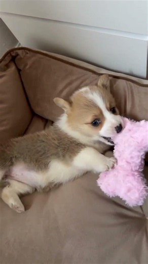 Top 10 Cutest Dog Moments You Need to See | Doggo!