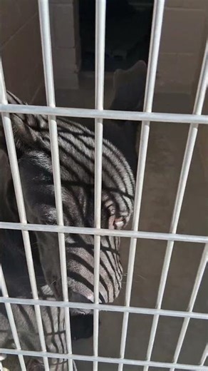 Truth about pitbull rescues, best dogs to adopt