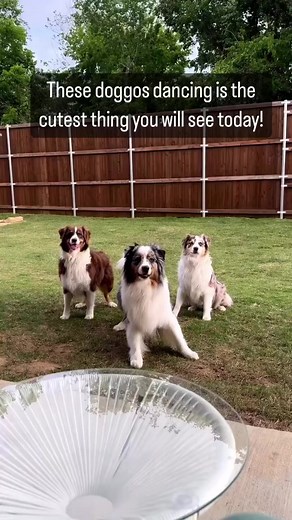 These doggos dancing is the cutest thing you will see today!..#cutedog #dog #dogsofinstagram #dogs #puppy #dogstagram #instadog #doglife #dogoftheday #cute #doglover #doglovers #puppylove #cutedogs #happydog #doggo #puppiesofinstagram #ilovemydog #doglove #dogsofinsta #love #cutepuppy #pet #dogphotography #puppies #doggy #petsofinstagram #pets #instagram #dogslife | Petsfamilia
