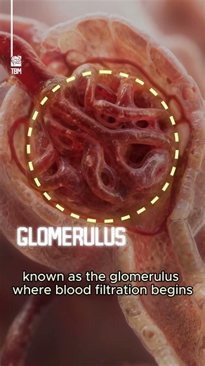How the Kidneys Clean Your Blood