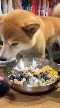 Dog eating ASMR for you #asmr #thepetfamilyasmr #asmrsounds #asmreating #shortsfeed #shorts