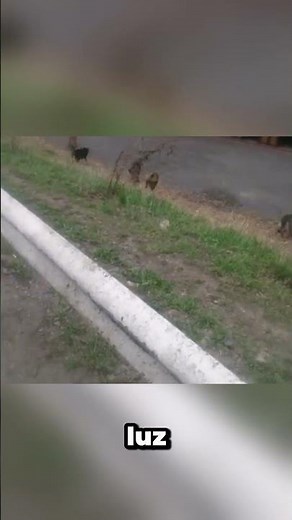 Este Dispositivo Puede Salvarte de un Ataque!