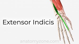 Extensor Indicis - Origin, Insertion, Action, 3D Model | AnatomyZone