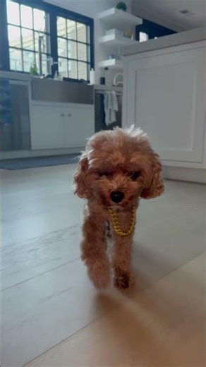 Bling out your dog