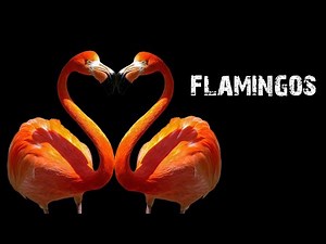 The Insane biology of flamingos