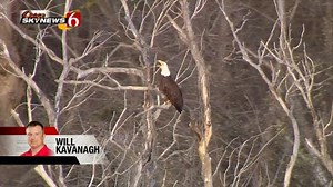 Sand Springs Tornado Destroys Bald Eagle Nests, Chicks