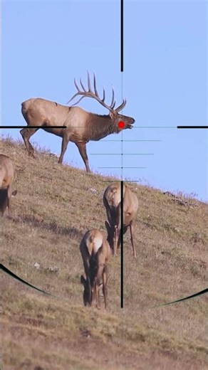 Roe Deer Hunting | Caccia Al Capriolo | Chasse au chevreuil