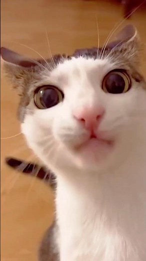 이렇게 천천히 먹는 고양이 처음 봤죠? 간식 씹는 소리 미쳤다