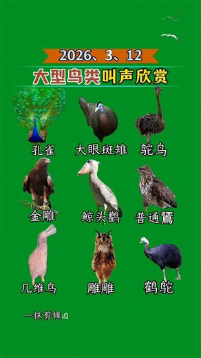 Top 10 Amazing Large Bird Sounds & Calls (Peacock, Shoebill, Ostrich & more!