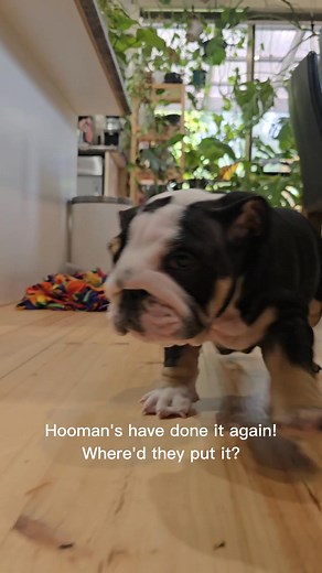 A day in the life. #aussiebulldogpuppy #australianbulldog #aussiebulldog #aussiebulldoglover #squishyfacecrewbulldogs #tribulldogs #aussiebulldogs #squishyfacecrewbulldog #squishyfacedcrew #mycuteface #squishyfacedogs #aussiebulldogsofaustralia #bulldogsinstagram #squishyface #aussiebulldogsofmelbourne #bulldogsofinstagram #bulldogs #sugarbombaussiebulldogs #aussiebulldogsofinstagram #bulldoglove #sugarbombbulldogs #squishyfacecrew | SugarBomb Bulldogs