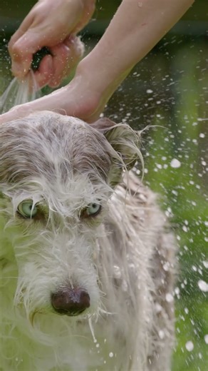 Best Tick & Flea Solution for Pets? | Pedlex Pet Shampoo | One Shampoo, Total Protection for Pets