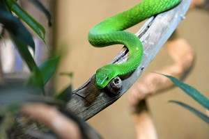 11 Spiritual Meanings of Seeing a Green Snake (Updated)